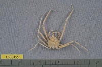 藏品(聖氏密刺蟹)的圖片